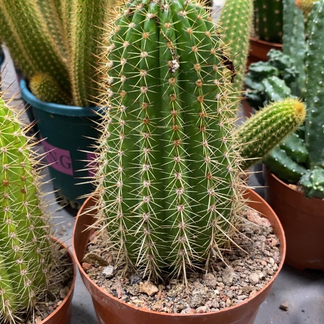 自根流苏毛花柱一杯