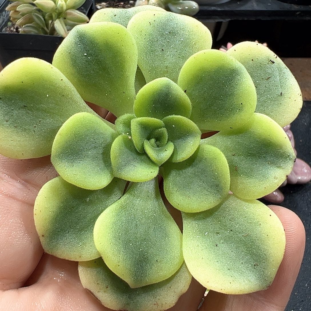 百合莉莉锦头盖 小方花圃一物一拍