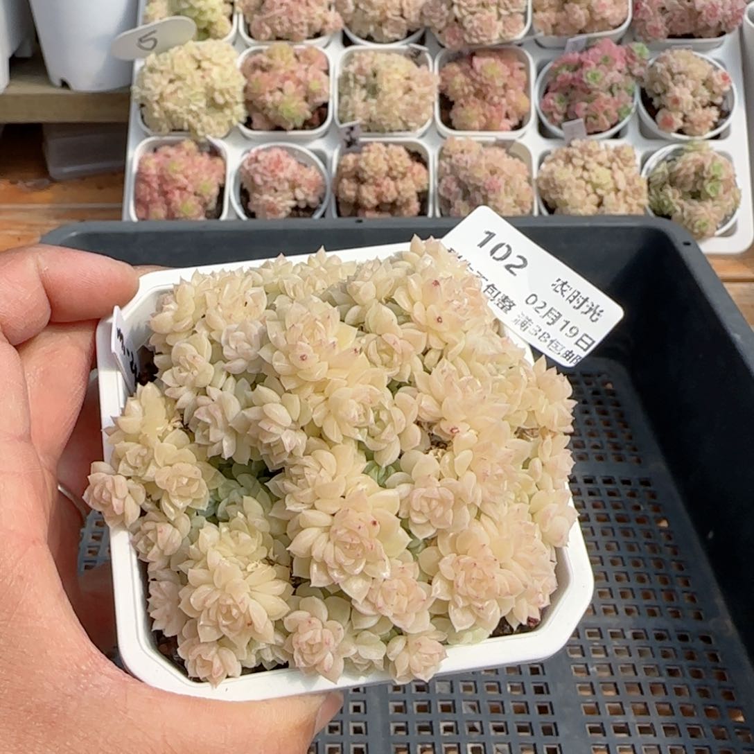 【闪购商品】0219-102（m1-248）