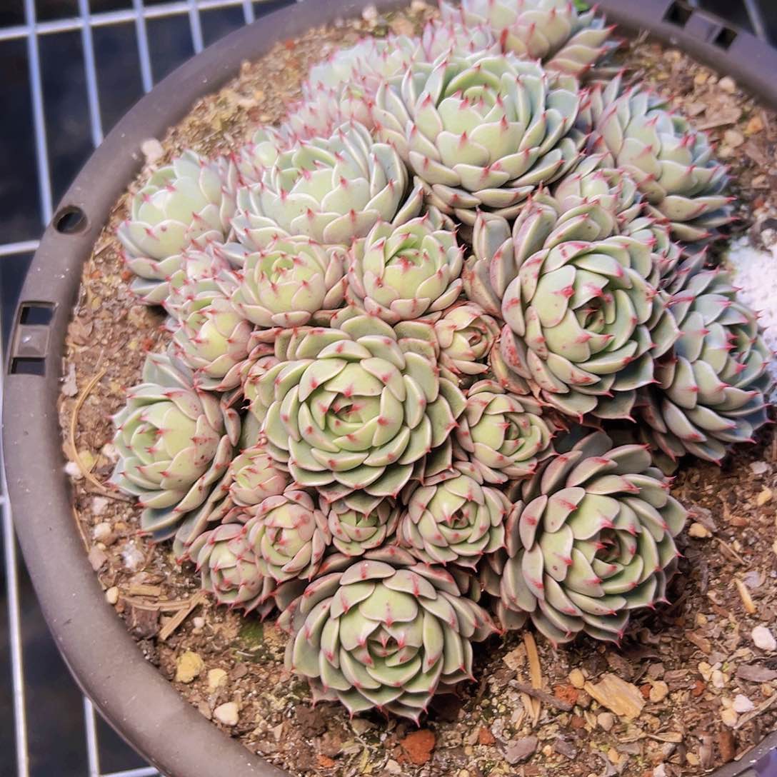 多肉一个零下温度1到10度拍保温棉编号2