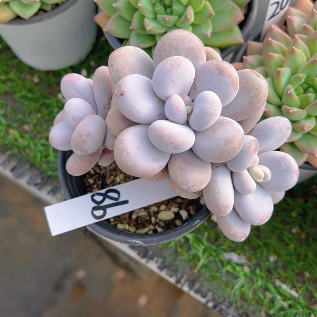 福利来啦打榜啦打榜啦打