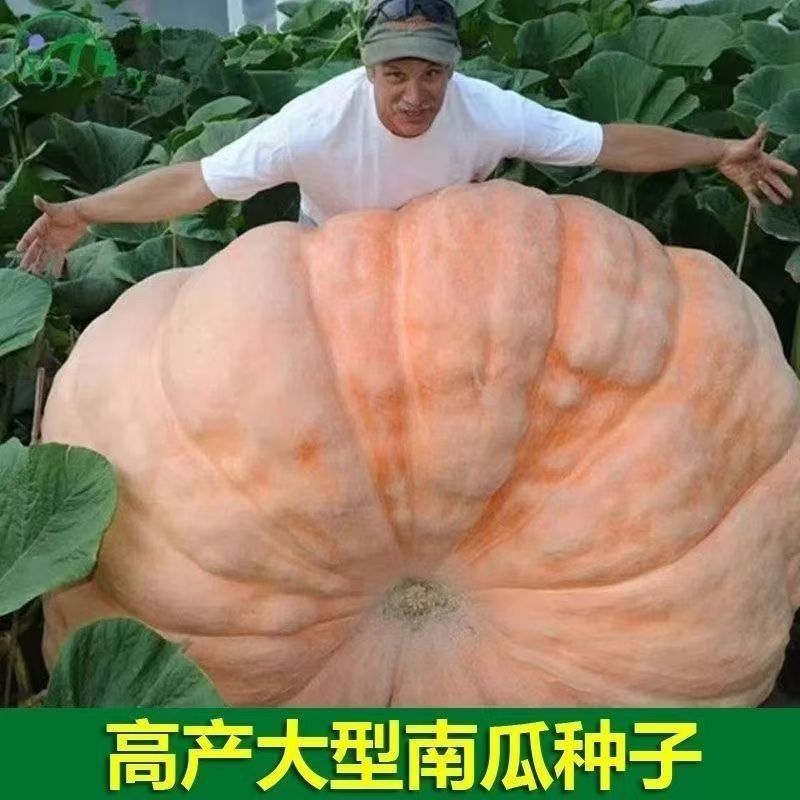 【巨型南瓜种子】特大美国巨型南瓜种子新品种可食用四季蔬菜种子