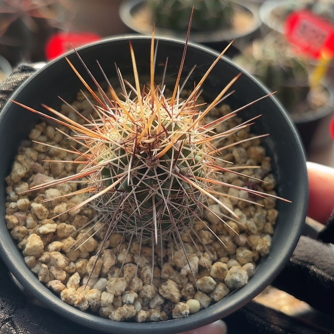 仙人球实生仙人球司虾