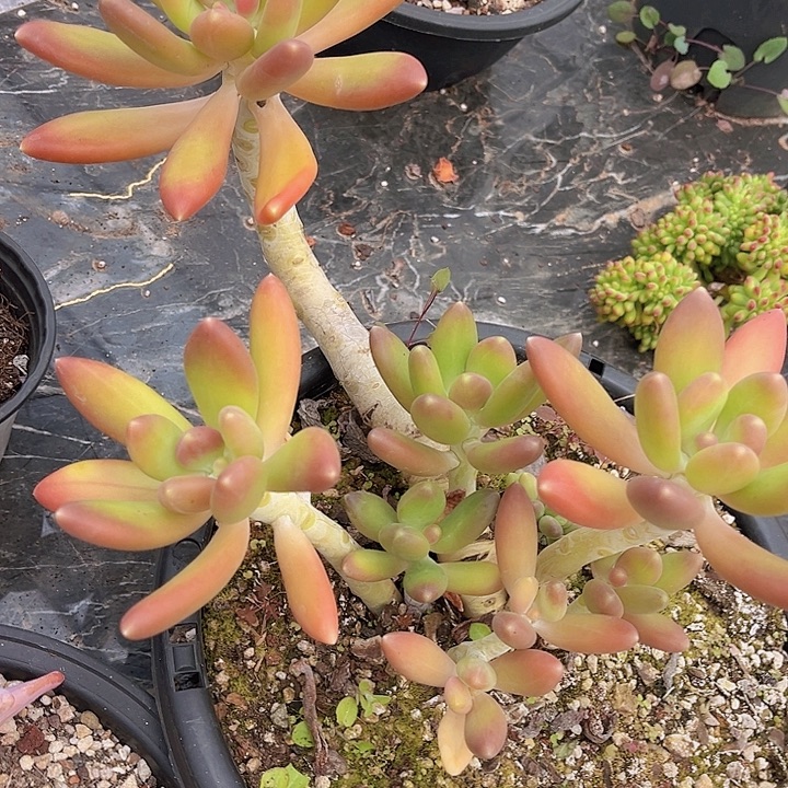 金蝉25131多肉植物
