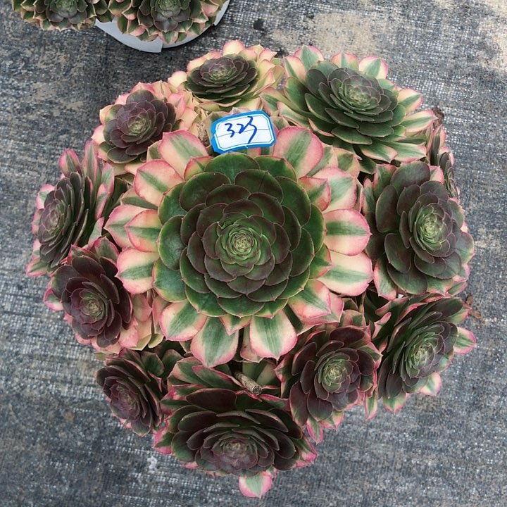 323雨荷多肉法师