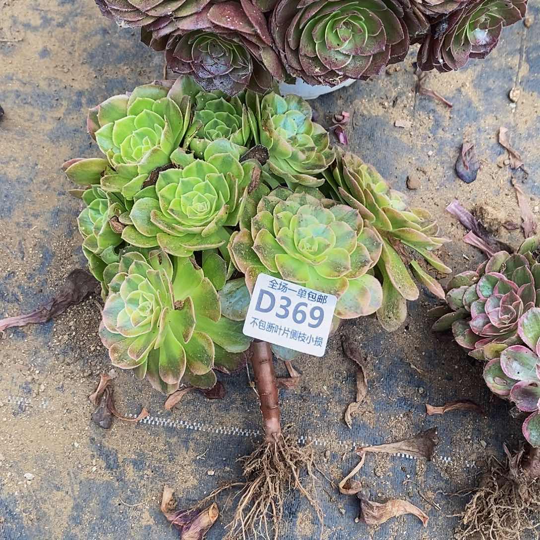 369雨荷多肉叶片虫咬