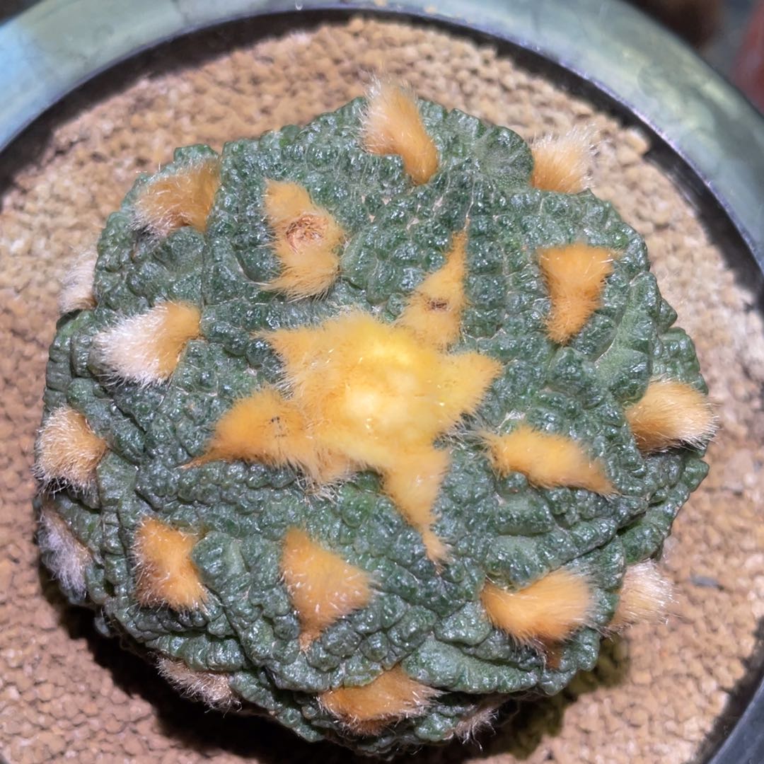 自根金毛龟甲牡丹 仙人球