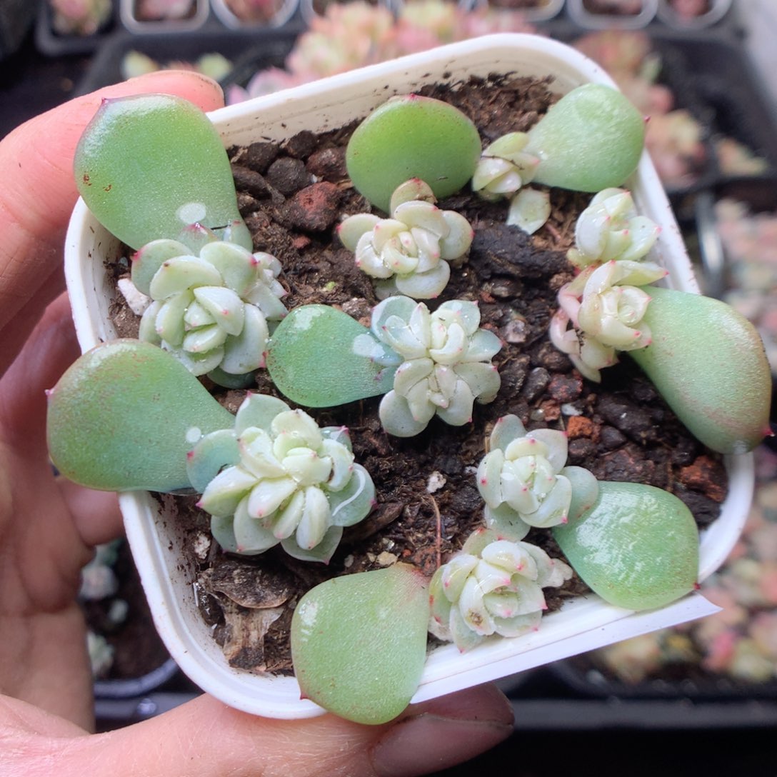 无花朵E102 绿透yyyy