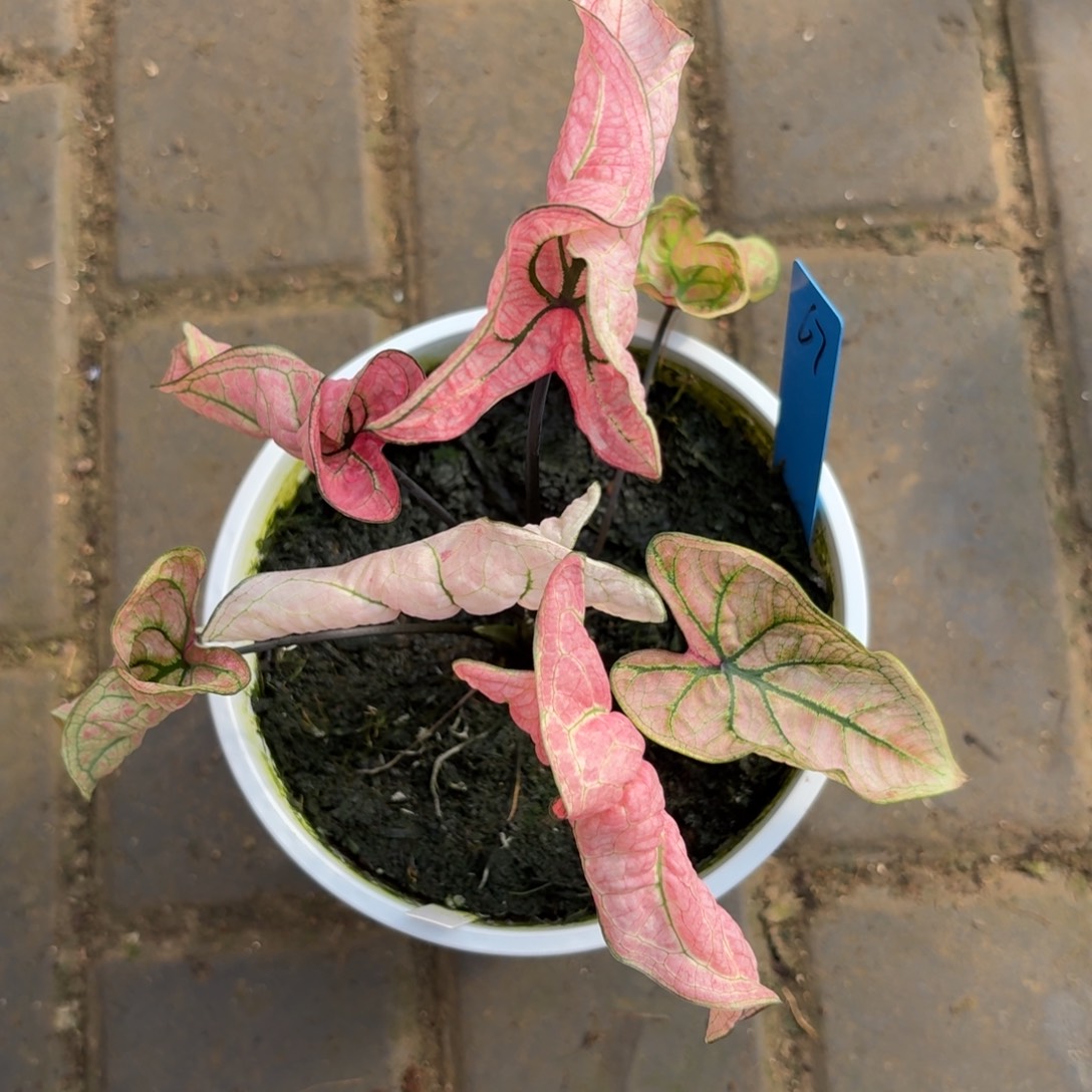 泰国彩叶芋67-1105