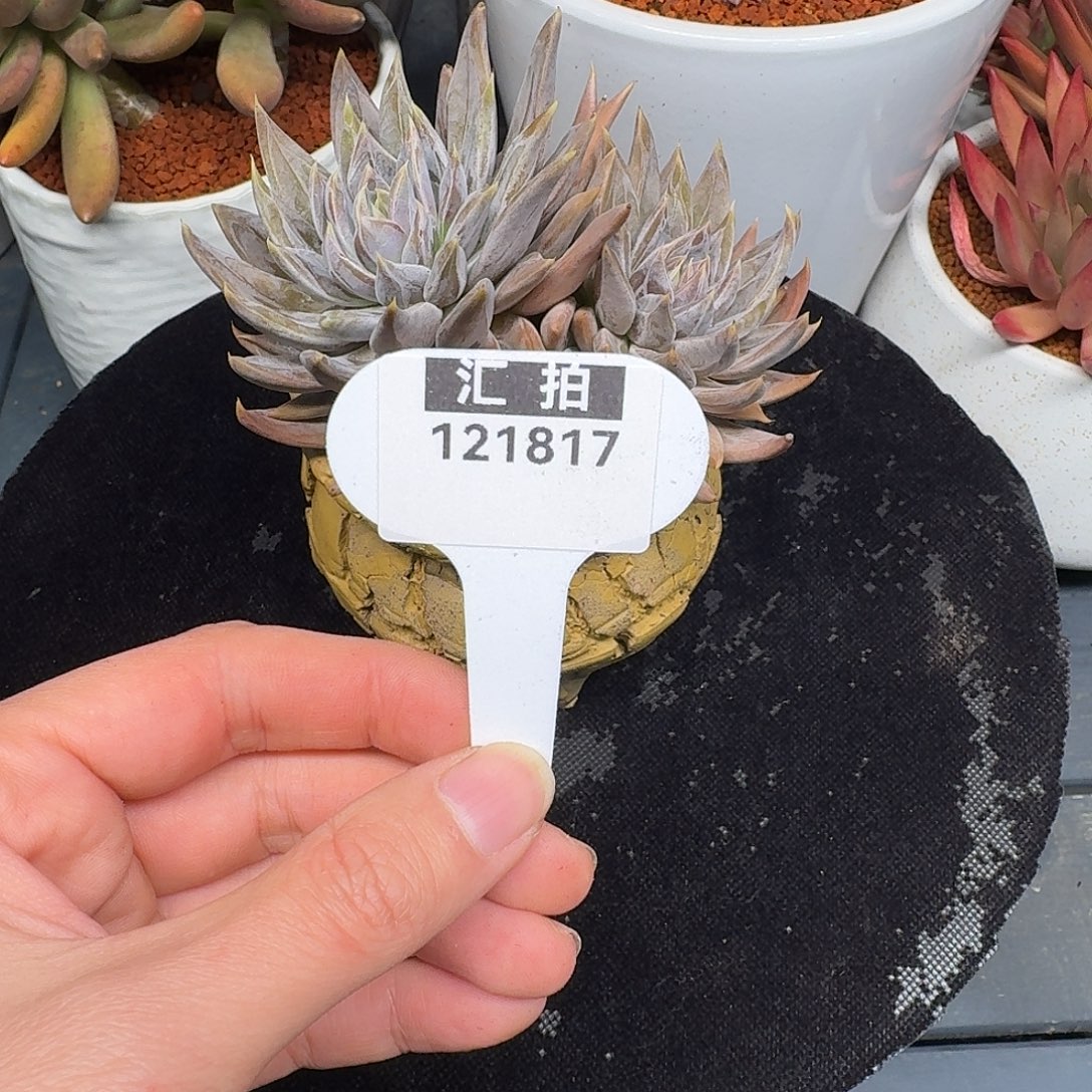 精品多肉植物121817