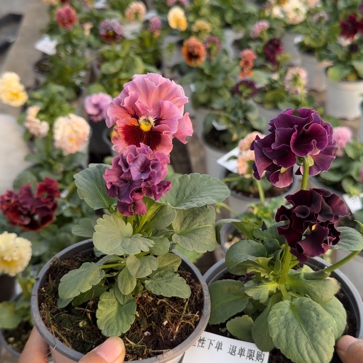 b***y无花朵L839两棵小苗低于零下5勿拍