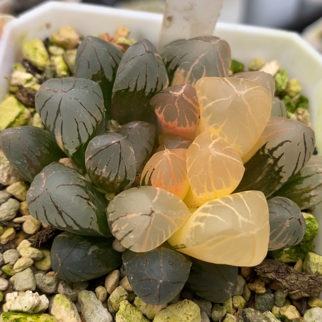 9红太阳玉露锦一物一拍