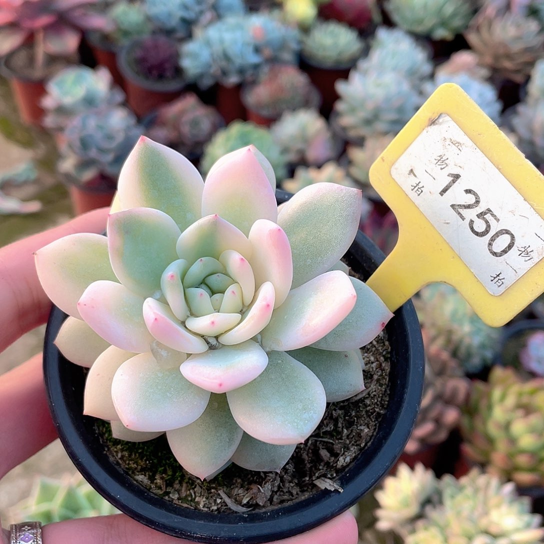 小***成1250号多肉植物组合