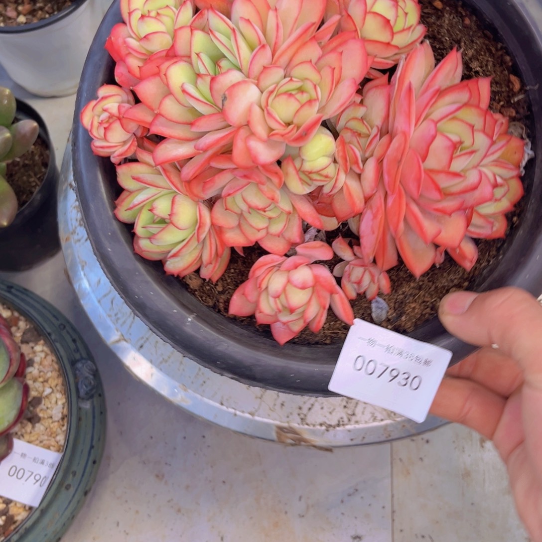 多肉一物一拍7930