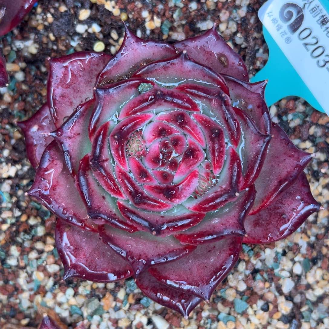 多肉一物一拍0203-392