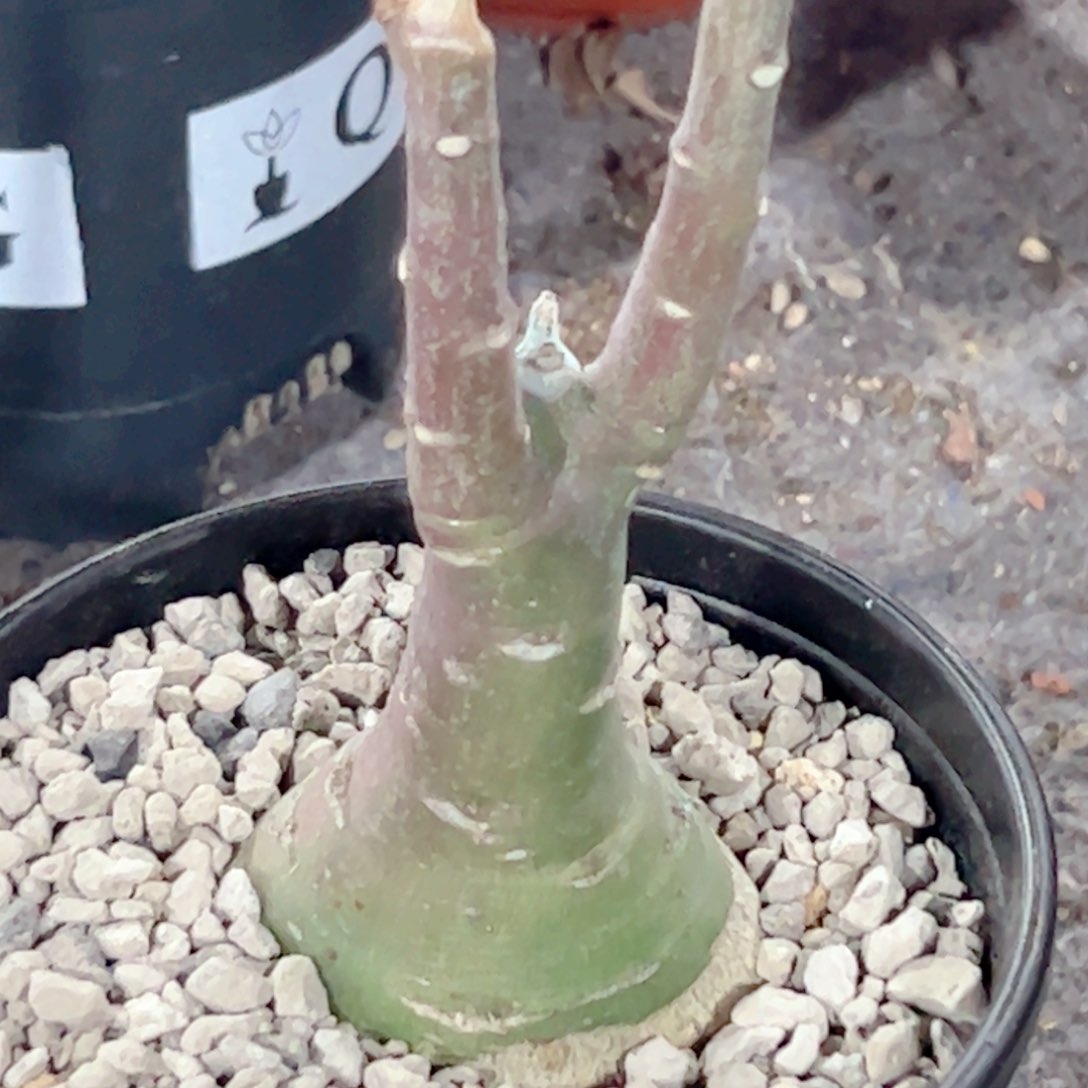 实生 幻蝶蔓块根