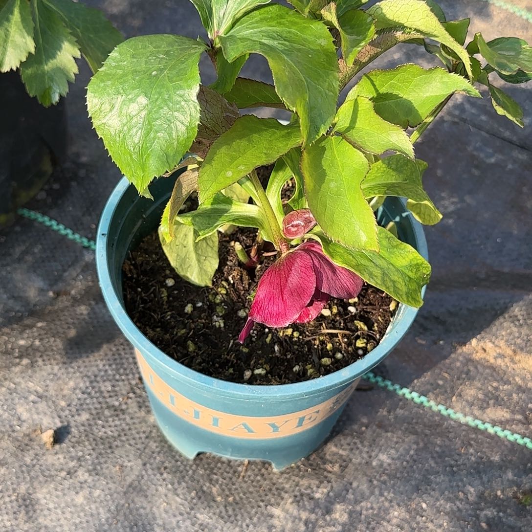 完全开放铁筷子4169