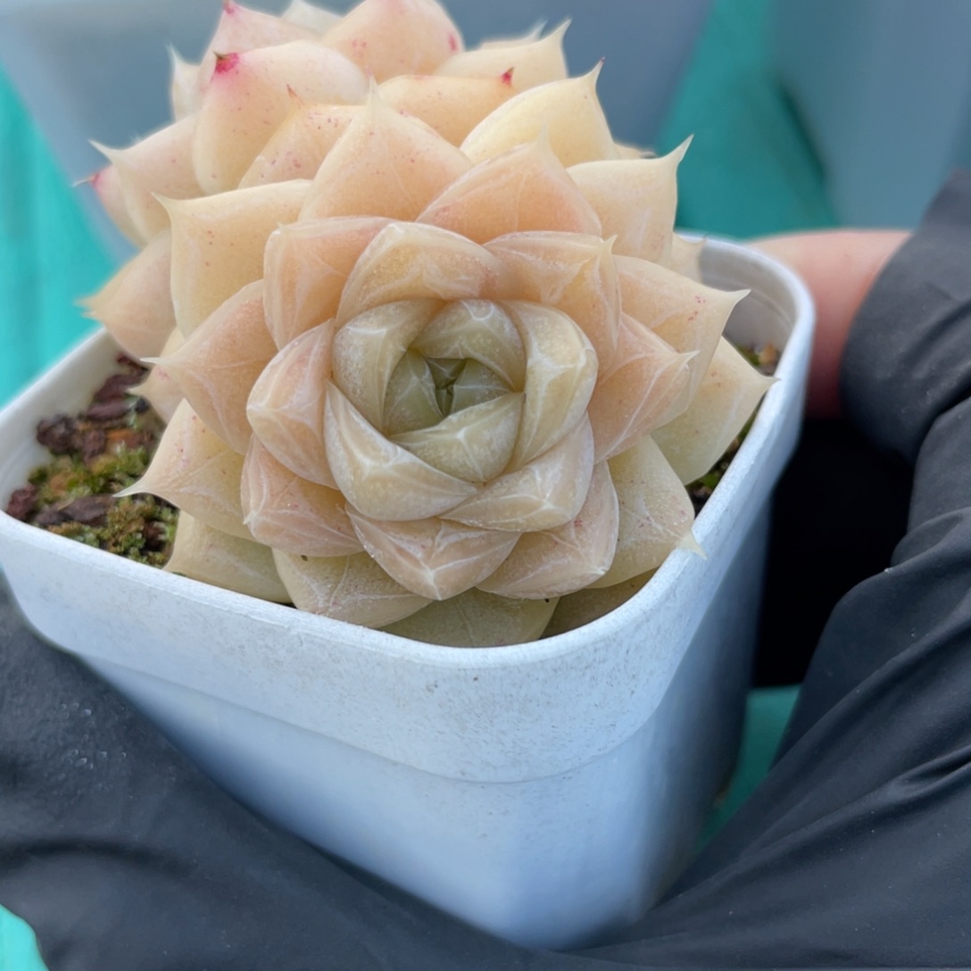 Z2054奶油蛋糕双头