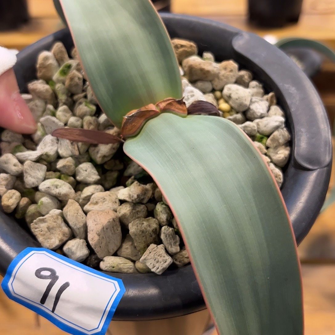 汤圆植物91百岁兰原价780