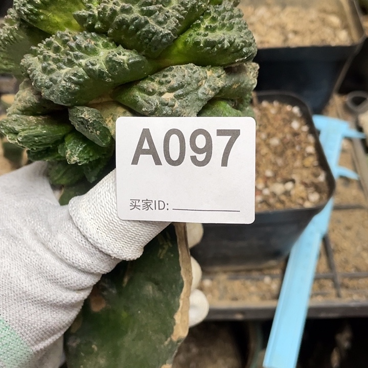 三脚架接97号龟甲牡丹