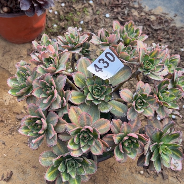 微瑕星辰多肉植物430