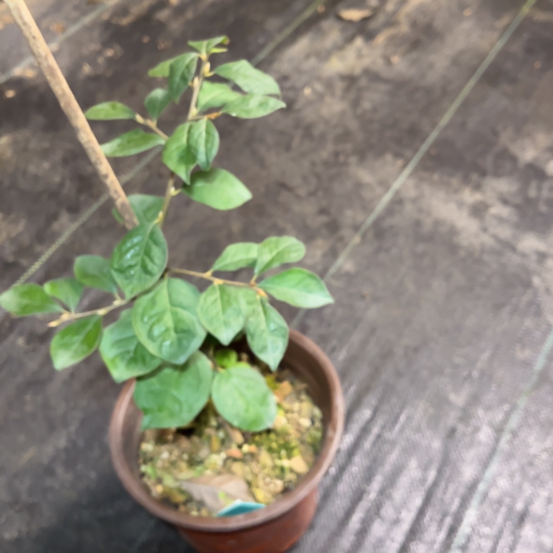 【闪购商品】当前无花朵，栽培后可花朵澄*@