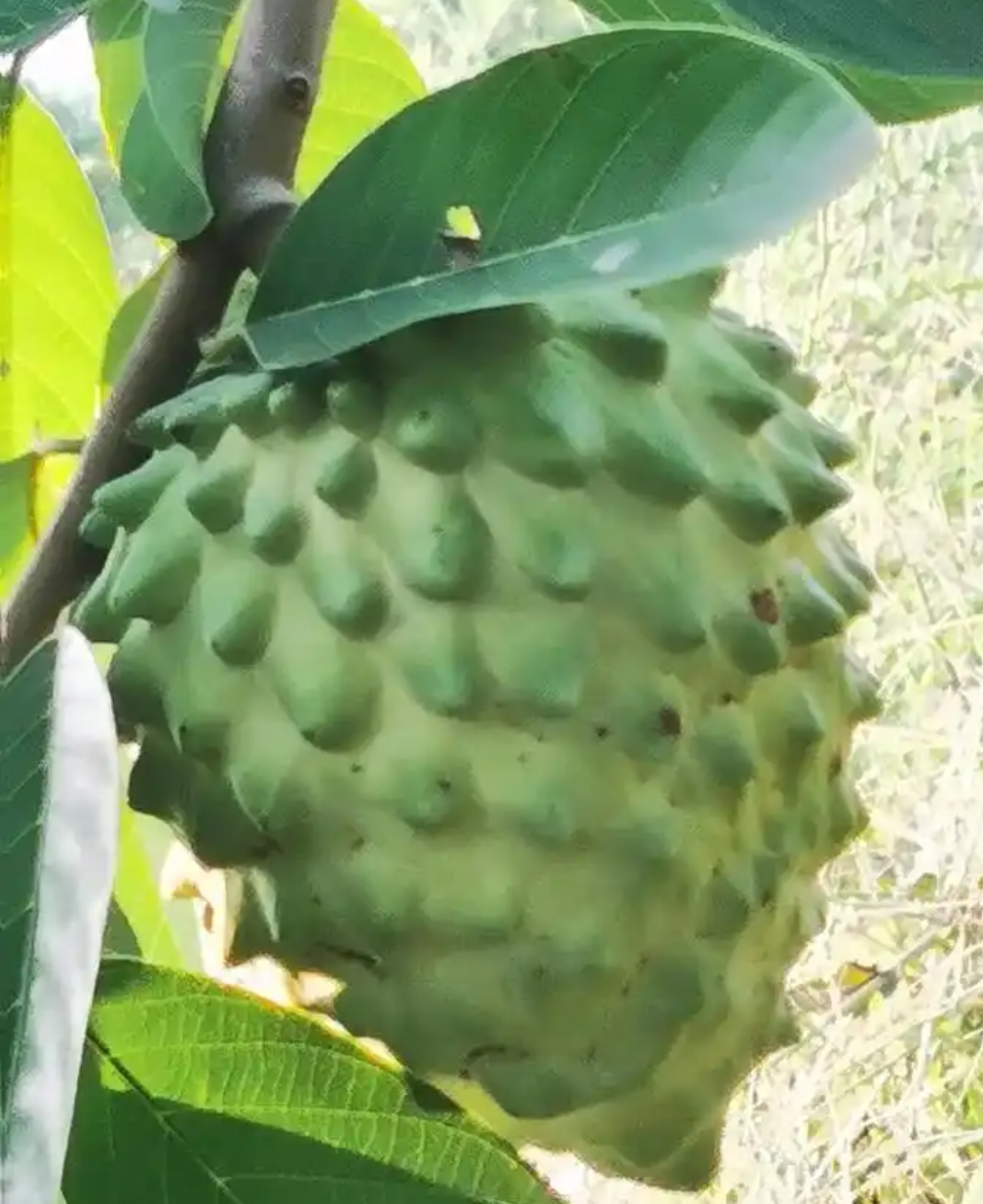 精品释迦果盆栽地栽绿植