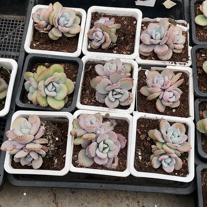 双头奶茶18一盆8888888