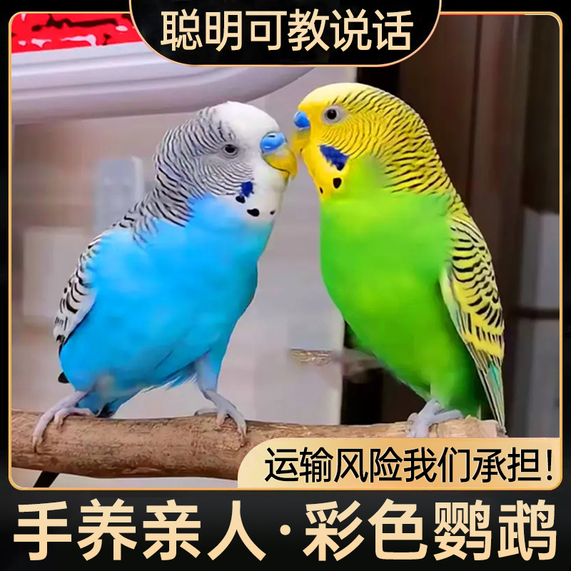 【鹦鹉2只】一对彩色鹦鹉宠物小鸟手养虎皮鹦鹉（包邮到家）