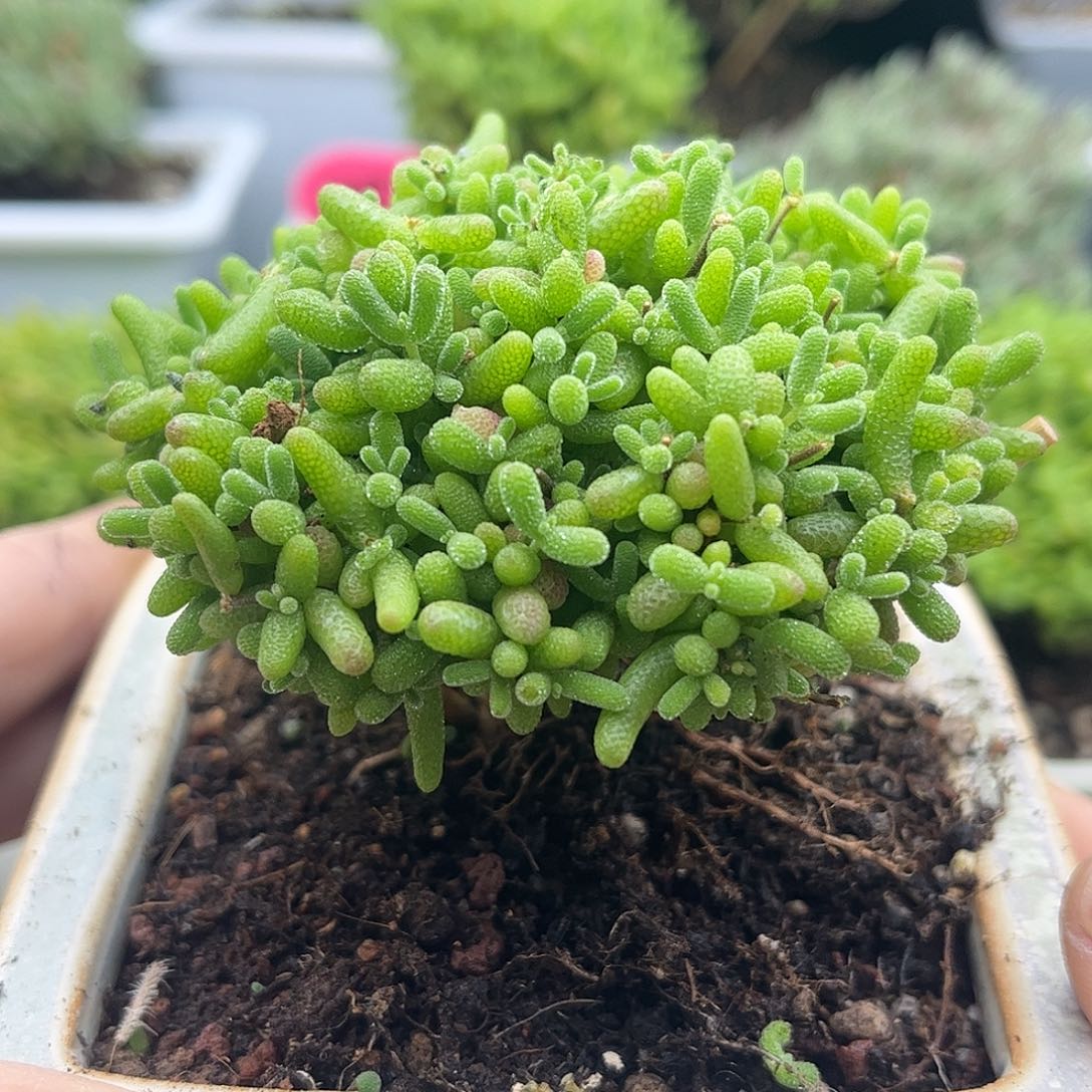 37蜜桔带盆优选枝干