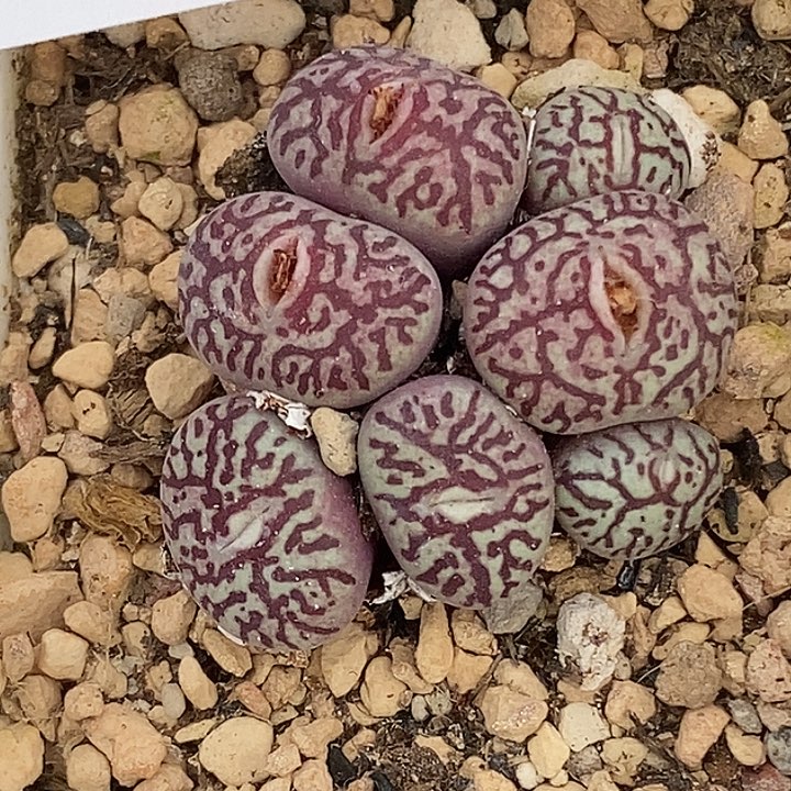 桃喜花园0305-77超墨