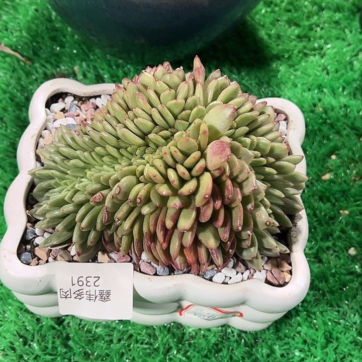 鑫伟多肉分碟缀化2391