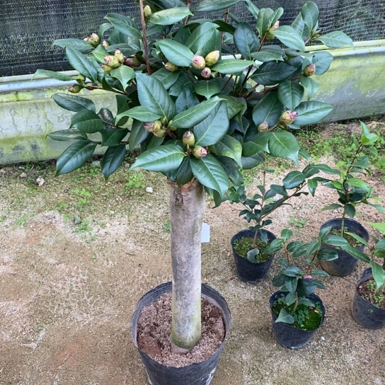 当前无花栽培后可以开花