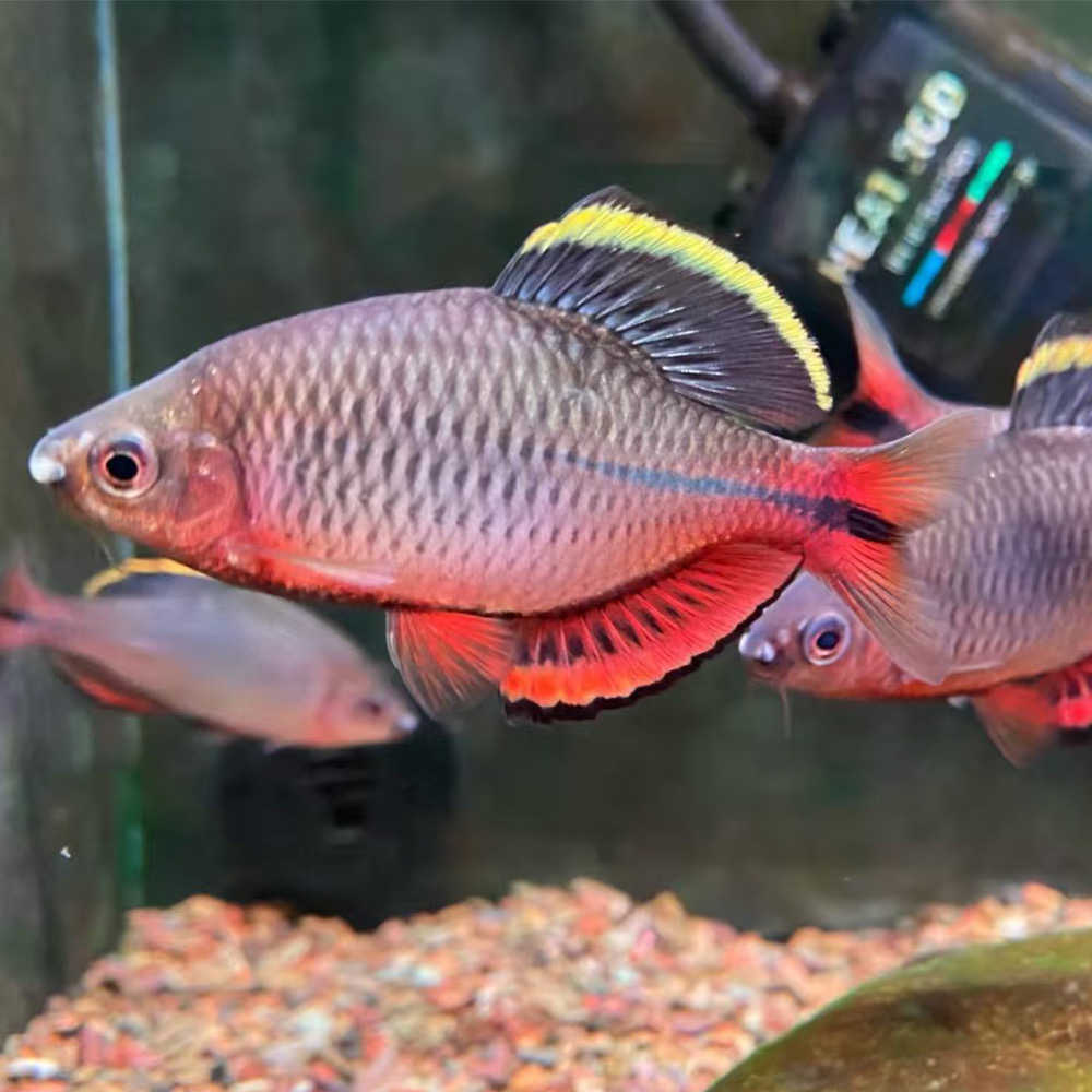 福州齐氏鱊原生观赏鱼冷水不加温群游鱼