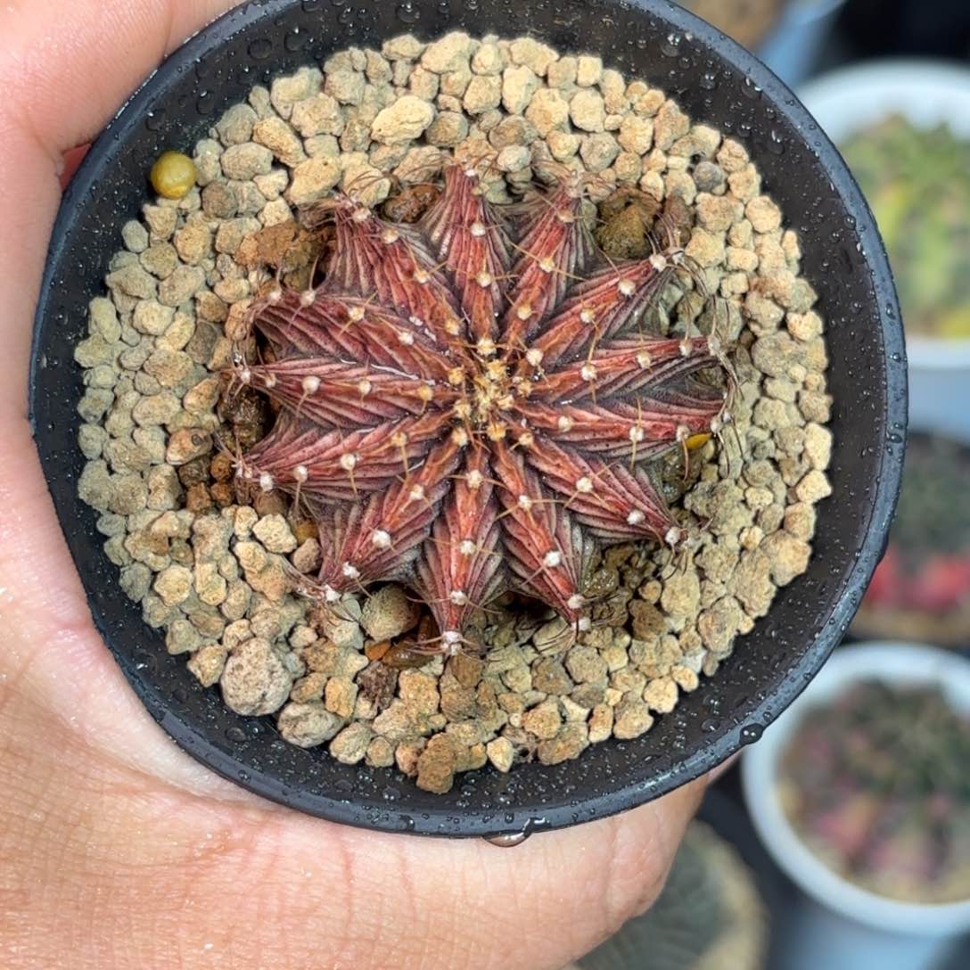 泰系实生仙人球38