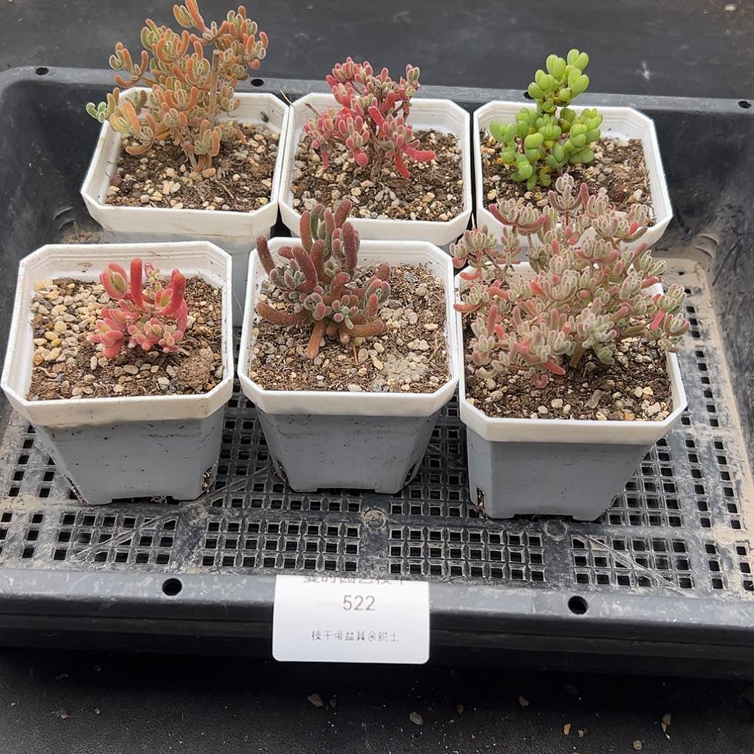 c****g522号枝干6颗12.10多肉