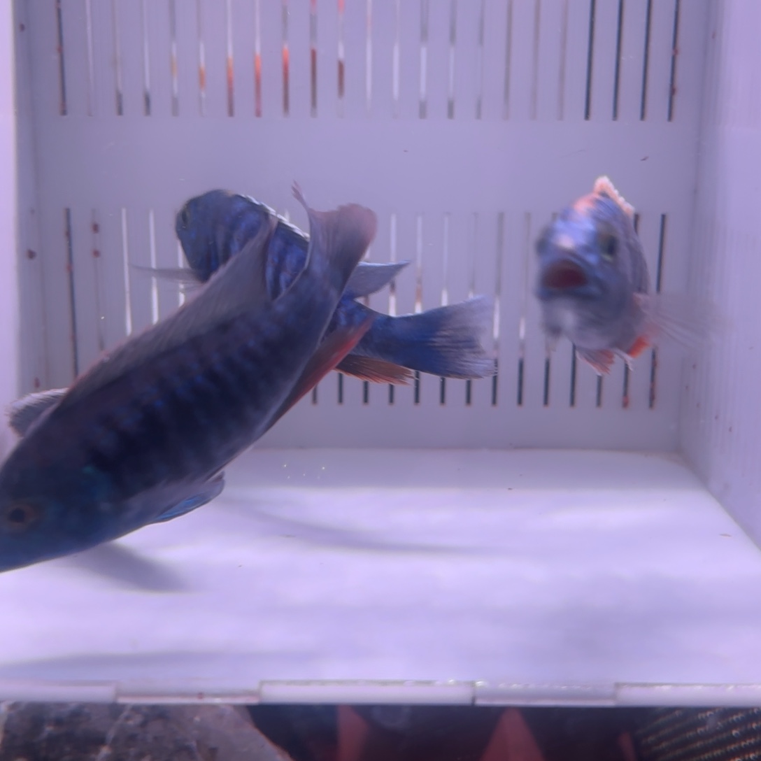 慈鲷鱼直播福利79号4条