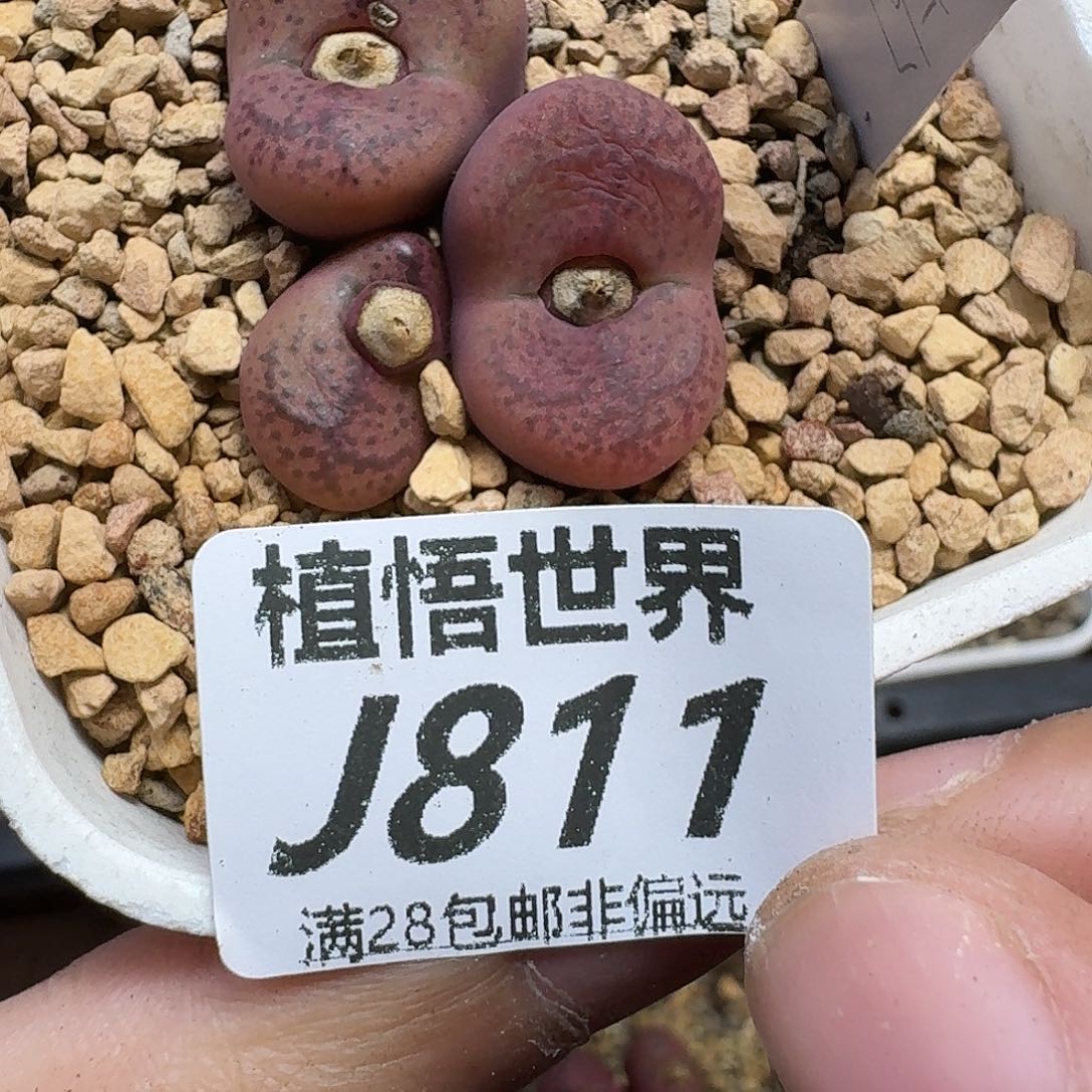 多肉植物的润泽ghn
