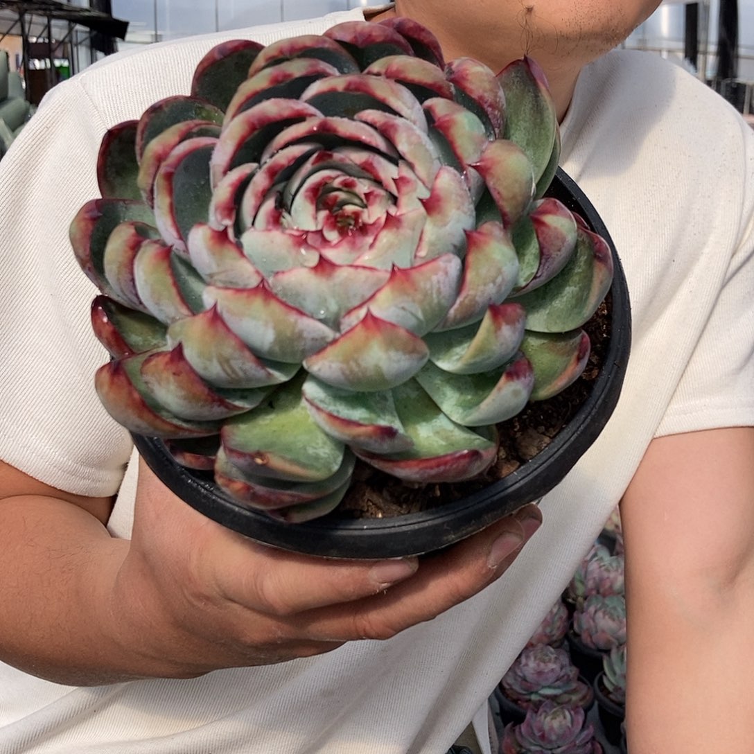 超大惊鸿18公分随机发货