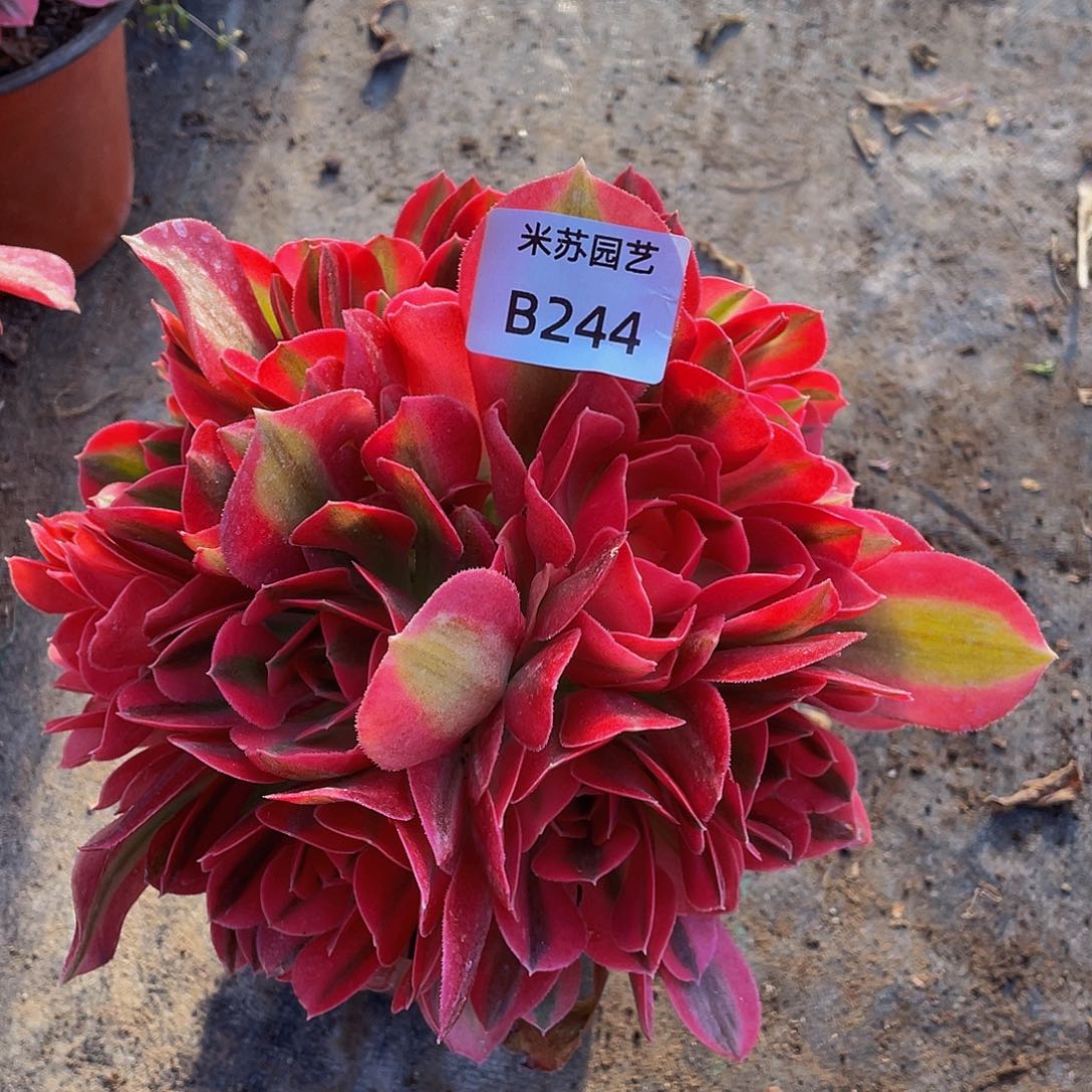 244多肉植物的生长