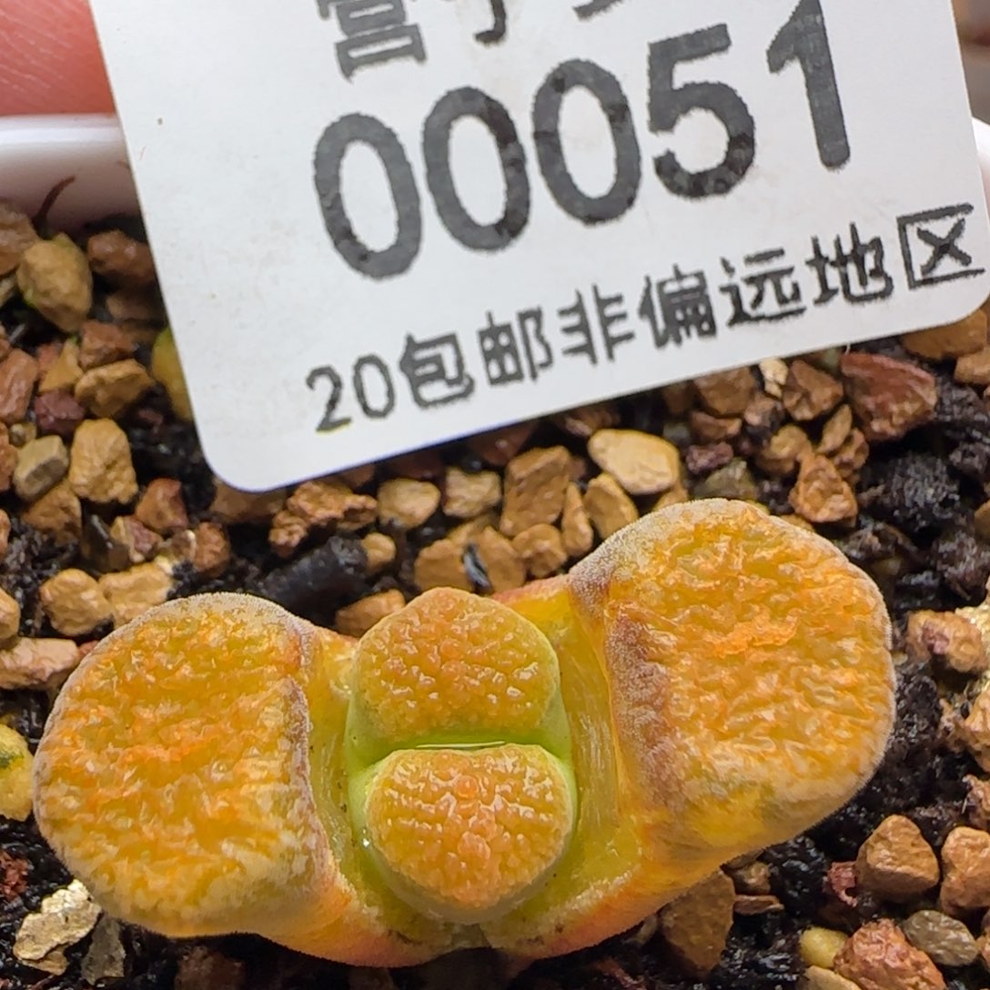 超级蛋糕。 带盆土发货。 
