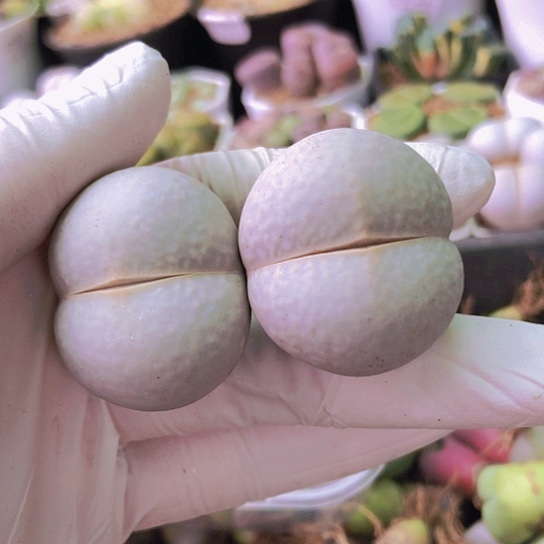 无花朵0737，两颗高尔夫3.2厘米