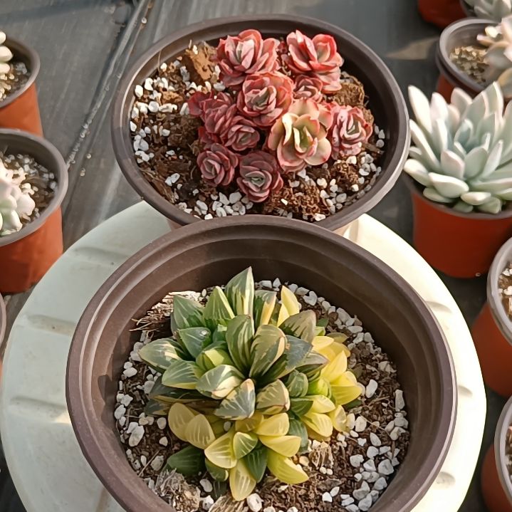 小叶秀研锦+姬寿锦