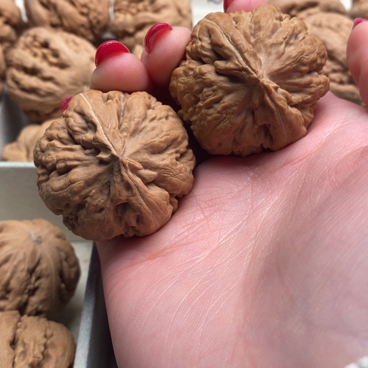 心***光霸王龙全品无修一刀没动