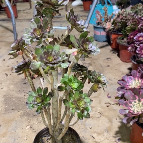 灰法多肉植物016