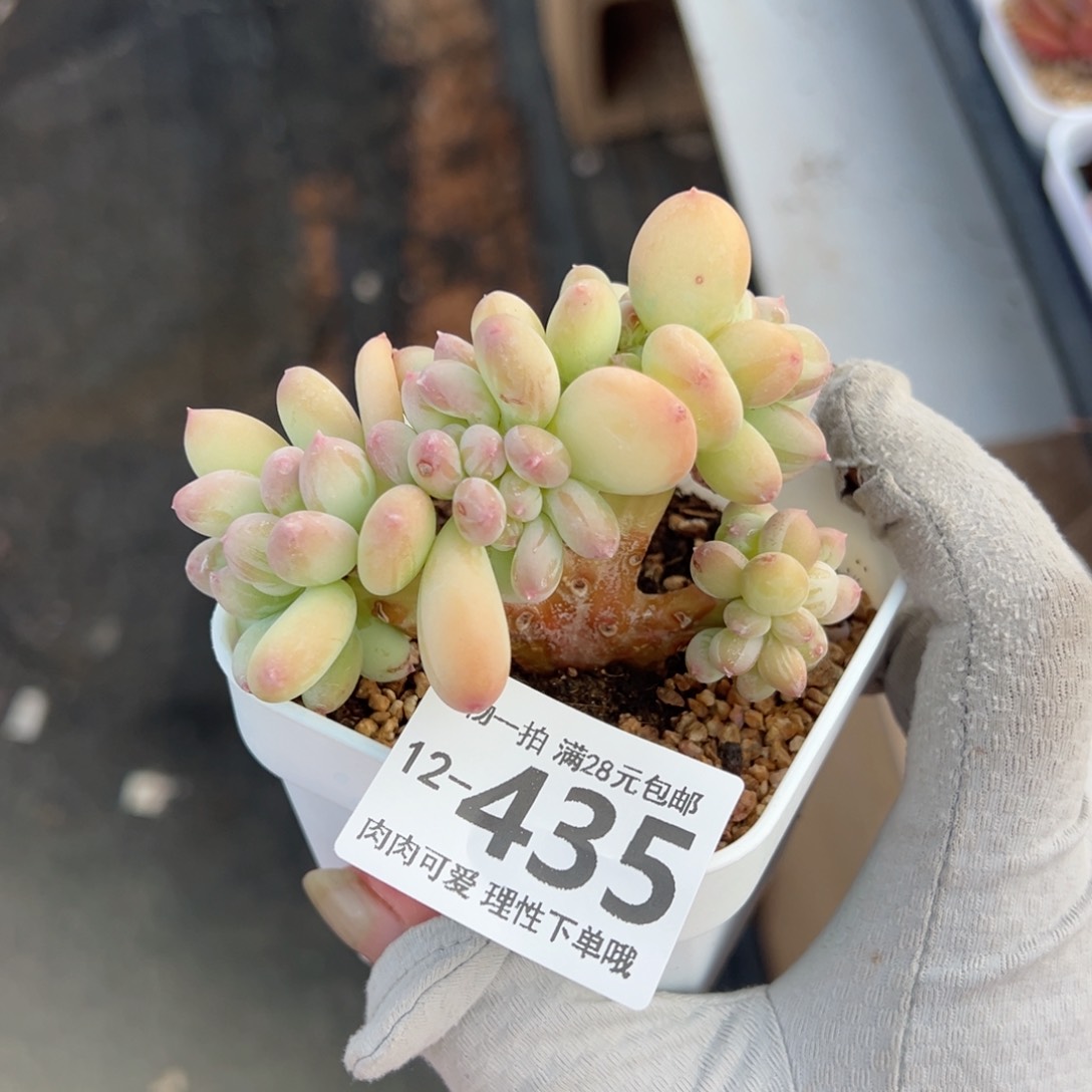 三日月美人缀化多肉多肉多肉多肉