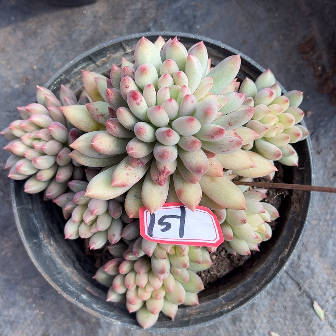 151号岩字群，一物一拍