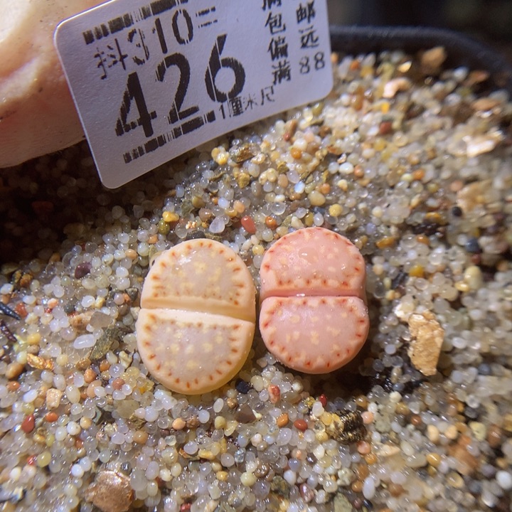精品生石花310.426