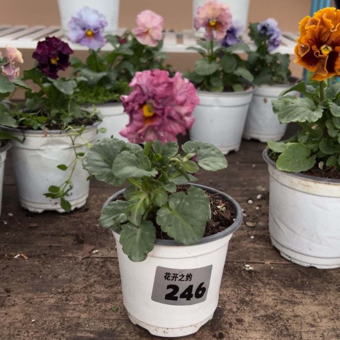 【闪购商品】完全开放246号