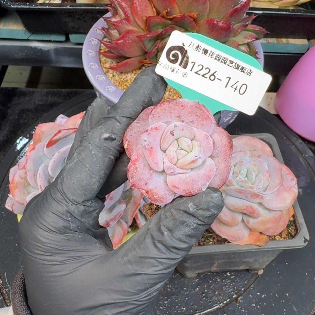 从前慢多肉精选编号1226.140